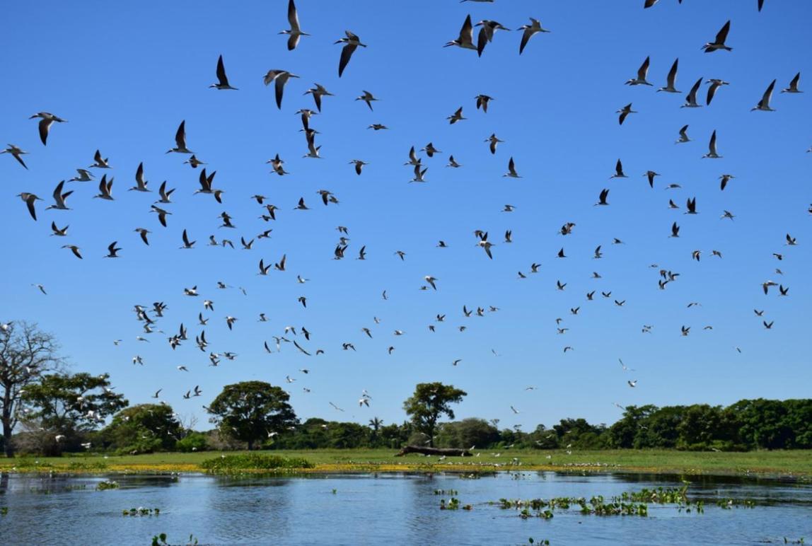 Pantanal - Pousada Sia Mariana Barao de Melgaco Bagian luar foto